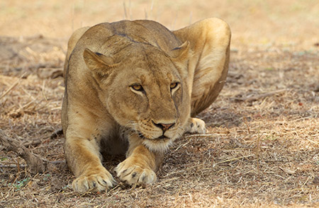 African Lion